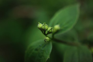 Bahar yatay, hassas Yasemin çiçekleri