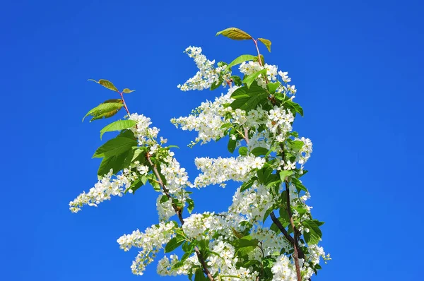 Gren av fågel cherry framför blå himmel. — Stockfoto