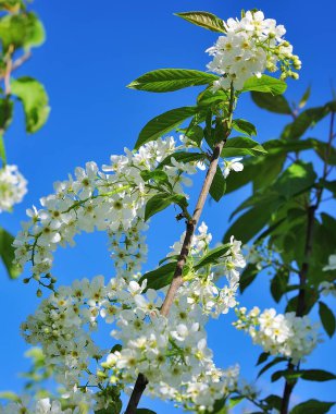 Çiçek açmış kiraz ağacı.