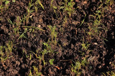 rezene yatağa büyür