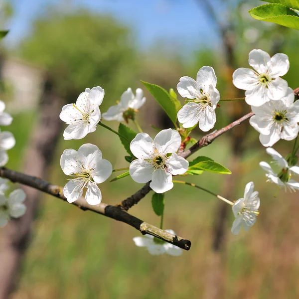 Witte cherry bloemen — Stockfoto