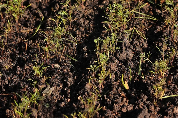 Dill herb growing in the garden for background use. — Stock Photo, Image