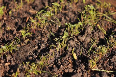 rezene yatağa büyür