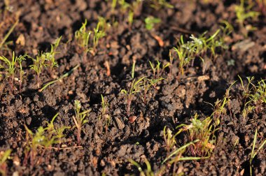 Beyaz kiraz çiçekleri