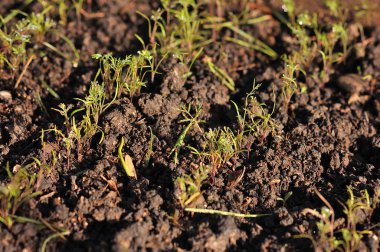 Beyaz kiraz çiçekleri