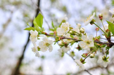 Bahar kiraz çiçekleri, pembe çiçekler.