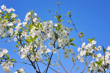 Bahar kiraz çiçekleri, pembe çiçekler.