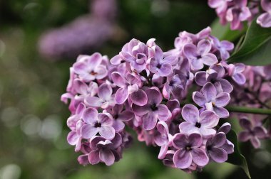 Çiçek açan leylağın bahar dalı