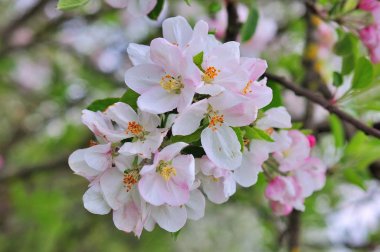 Bahar zamanı çiçek açan elma ağacı..