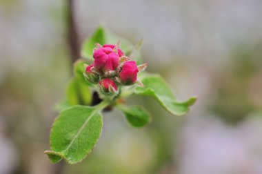 Elma ağacı karşı baharda çiçeklenme