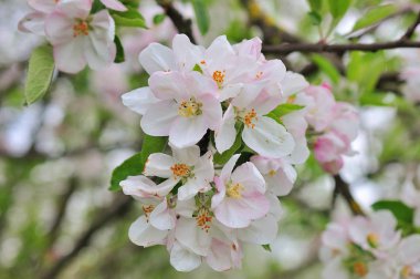 elma çiçeği kadar kapatın
