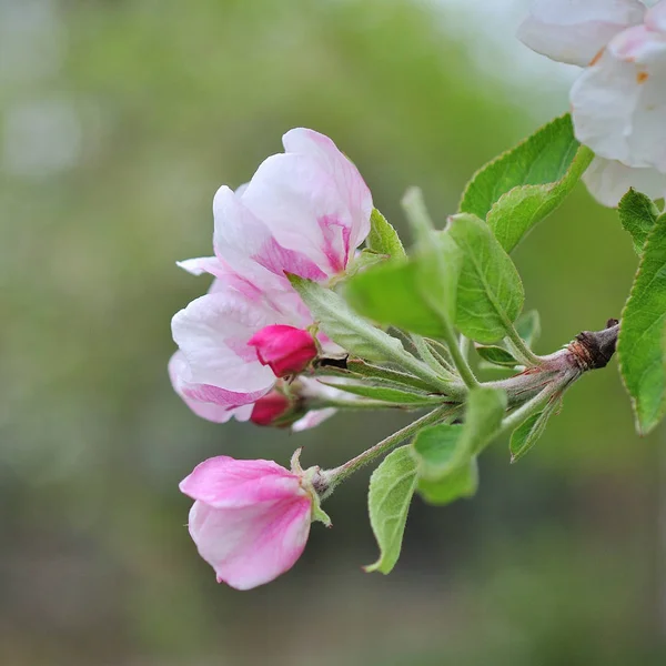 Bloeiende appelboom in het voorjaar. — Stockfoto