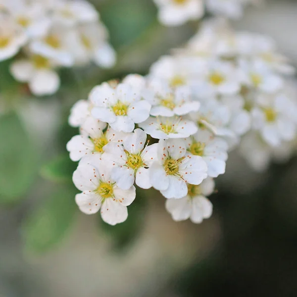 Цветущая спирея, маленькие цветы — стоковое фото