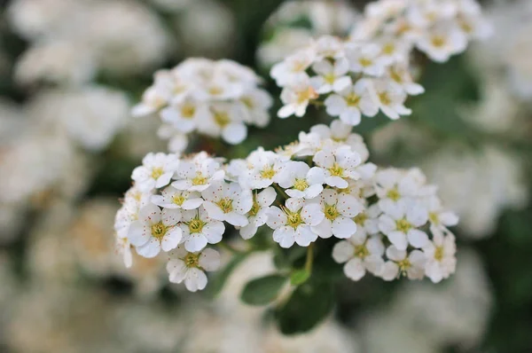 Spiraea fioritura, piccoli fiori — Foto Stock