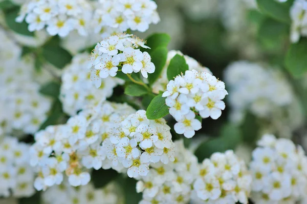 White small flower of the spiraea blooming — Stock Photo, Image