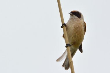 Çulha üzerinde bir kamış