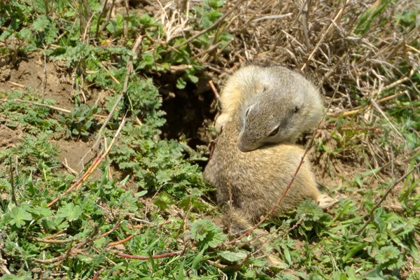 European Ground Squirrel in Springtime — Stock Photo, Image