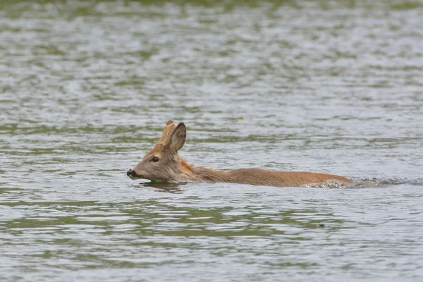 獐鹿游泳 — 图库照片