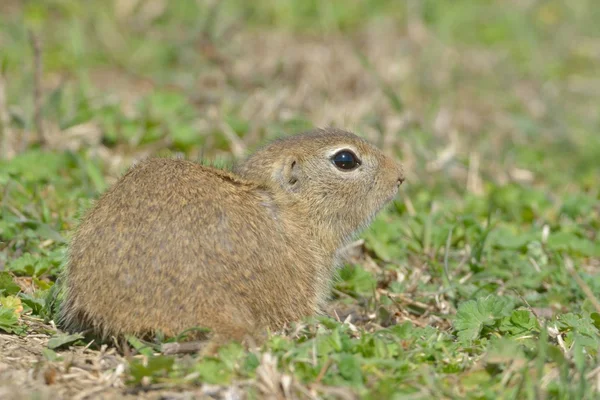 European Ground Squirrel in Springtime — Stock Photo, Image