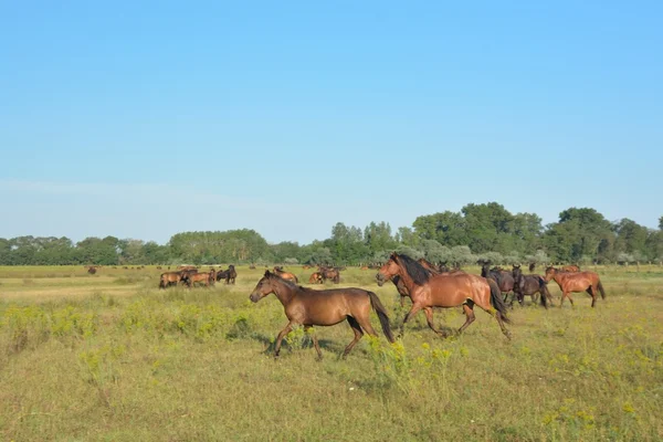 Wildpferde bei letea — Stockfoto