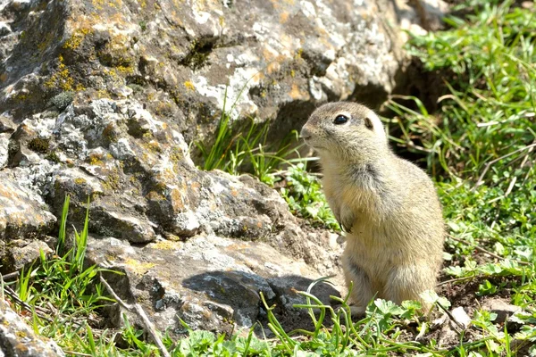 Ardilla terrestre europea en primavera — Foto de Stock