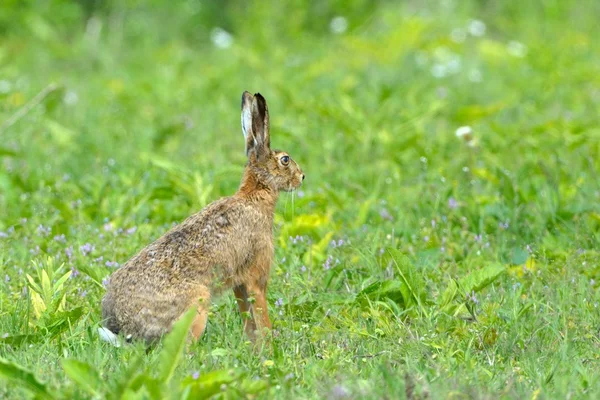 野兔在 Letea 森林 — 图库照片