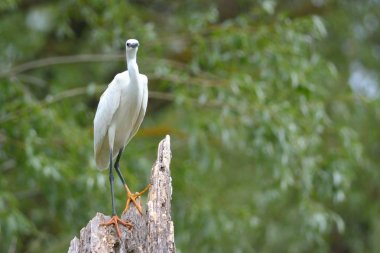 Bir oturum küçük ak balıkçıl