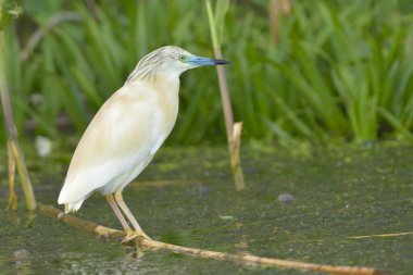 Alaca balıkçıl Balık tutma