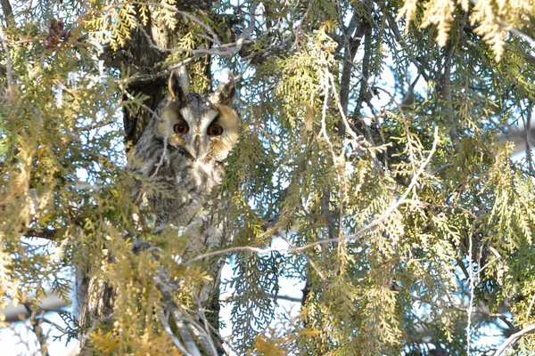 Long Eared Owl — Stock Photo, Image