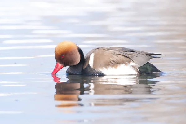 Pochard Crested vermelho — Fotografia de Stock