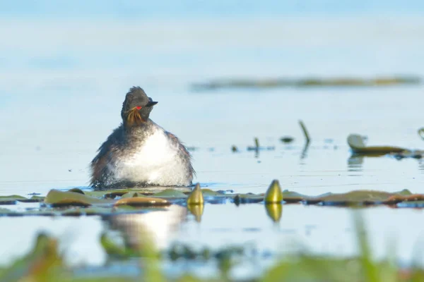 Grebe dal collo nero sull'acqua — Foto Stock