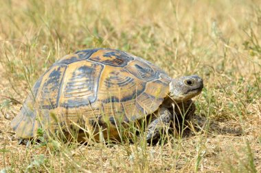 Spur thighed tortoise (Testudo graeca) on the ground clipart