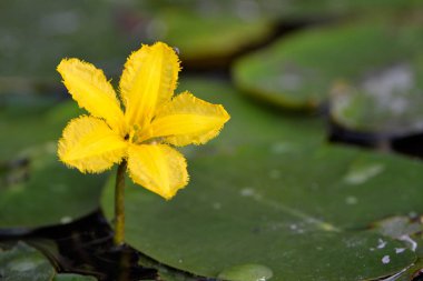 Sarı kalp (Nymphoides peltatum) yüzen çiçek su