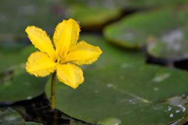 Yellow Floating Heart (Nymphoides peltatum) flower on Water clipart