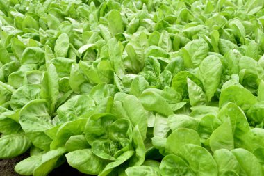 Yeşil taze marul (Lactuca sativa) sera içinde