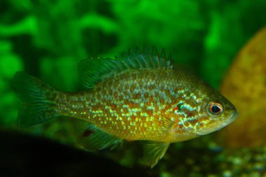 Genç kabak balık (Lepomis gibbosus) akvaryum