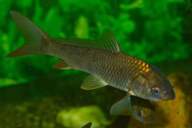 Genç ortak sazan (Cyprinus carpio) Akvaryum