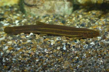 Avrupa Weatherfish veya hava Loach (Misgurnus follilis)