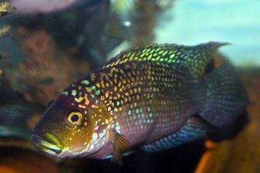 Jack Dempsey (Rocio octofasciata) cichlid fish in the aquarium clipart