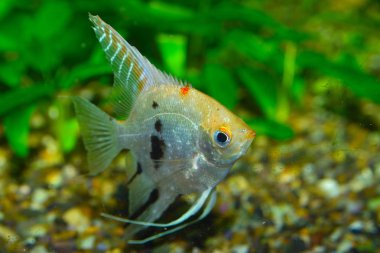 Beyaz tatlı su melek balığı (Pterophyllum scalare) akvaryum