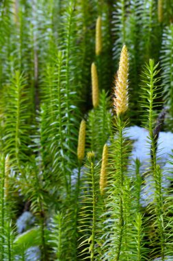 Banka Haircap Moss (Polytrichum formosum) çiçekli
