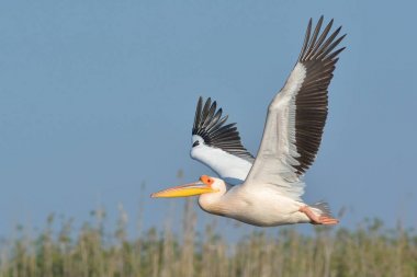 Uçuşta Beyaz Pelikan (Pelecanus onocrotalus)