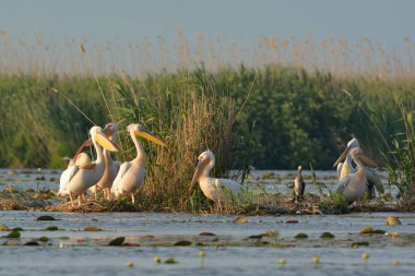 Beyaz Pelikan (Pelecanus onocrotalus) Flock Preening yüzen ada üzerinde