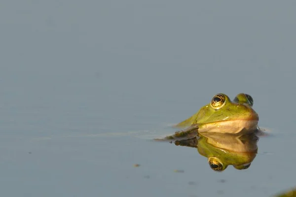 Їстівна жаба на воді — стокове фото