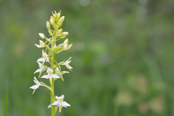 小蝶蘭 (プラタンテラ ビフォリア), 野生の花 — ストック写真