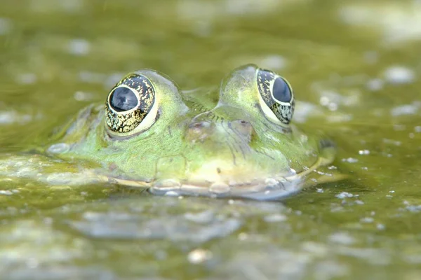 Rana comestible en el agua — Foto de Stock