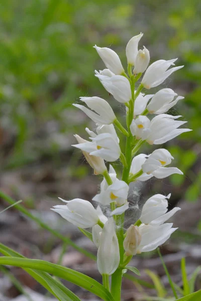 Narrow leaved Helleborine (Cephalanthera longifolia) in Springtime — Stock Photo, Image