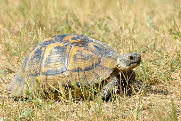 Čelní thighed želva (Testudo graeca) na zemi — Stock fotografie