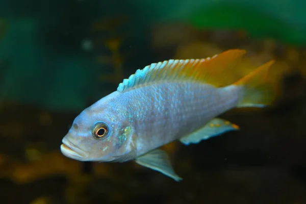 Syvänmeren eväkampela (Placidochromis electra) Akvaariokala — kuvapankkivalokuva