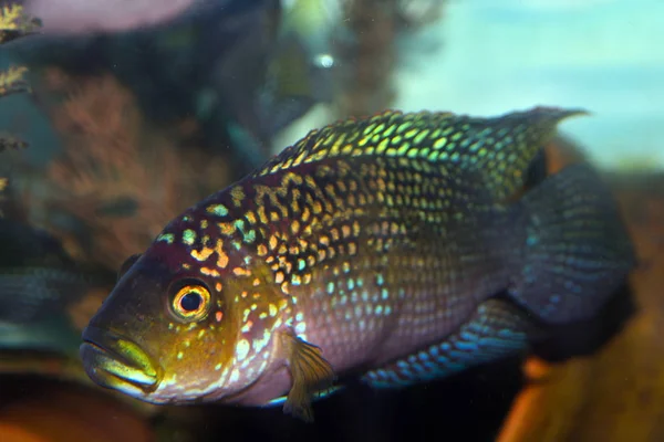 Jack Dempsey (Rocío octofasciata) pez cíclido en el acuario —  Fotos de Stock